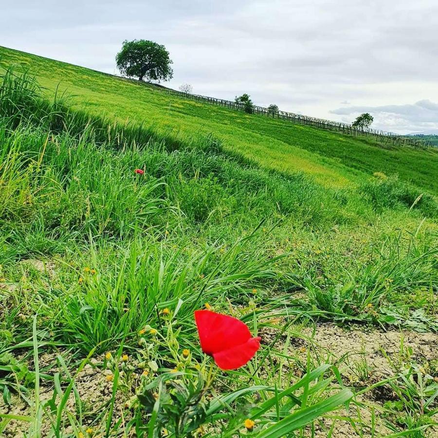B&B Gli Amici Del Tubarello Roseto Degli Abruzzi Dış mekan fotoğraf