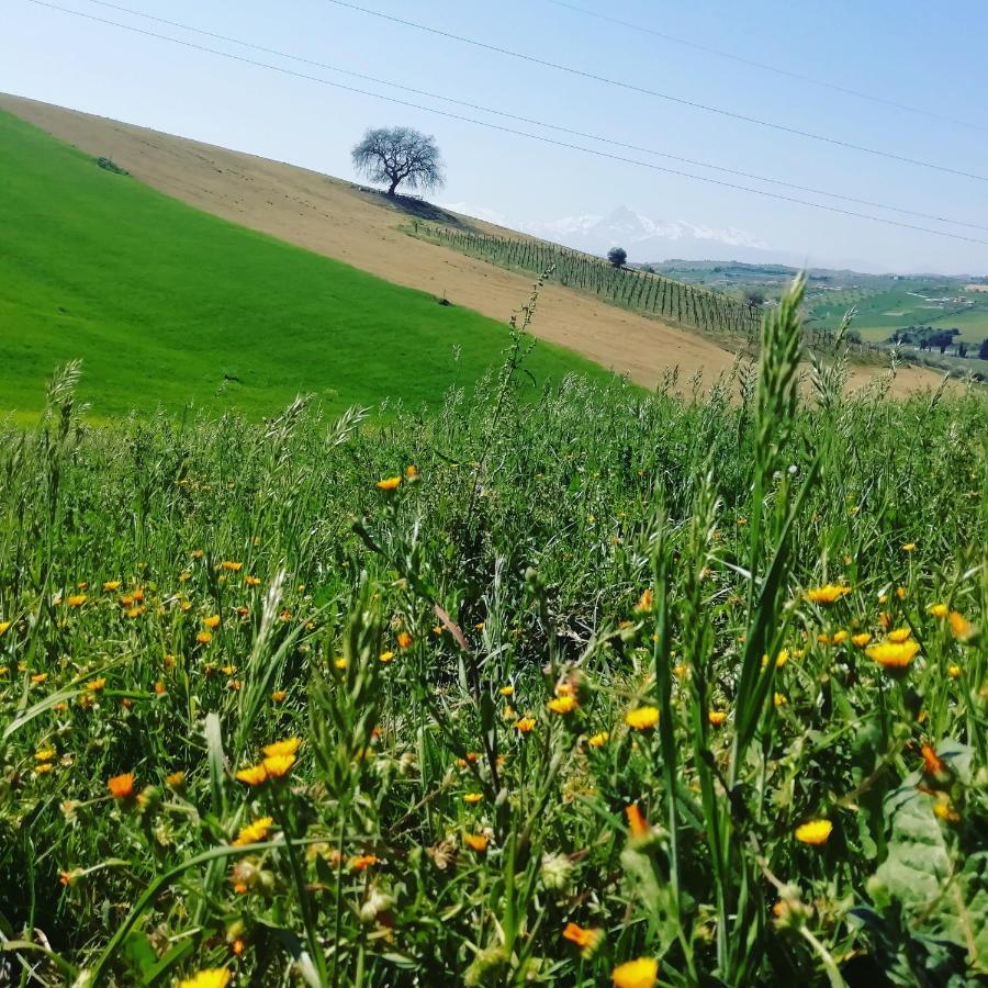B&B Gli Amici Del Tubarello Roseto Degli Abruzzi Dış mekan fotoğraf