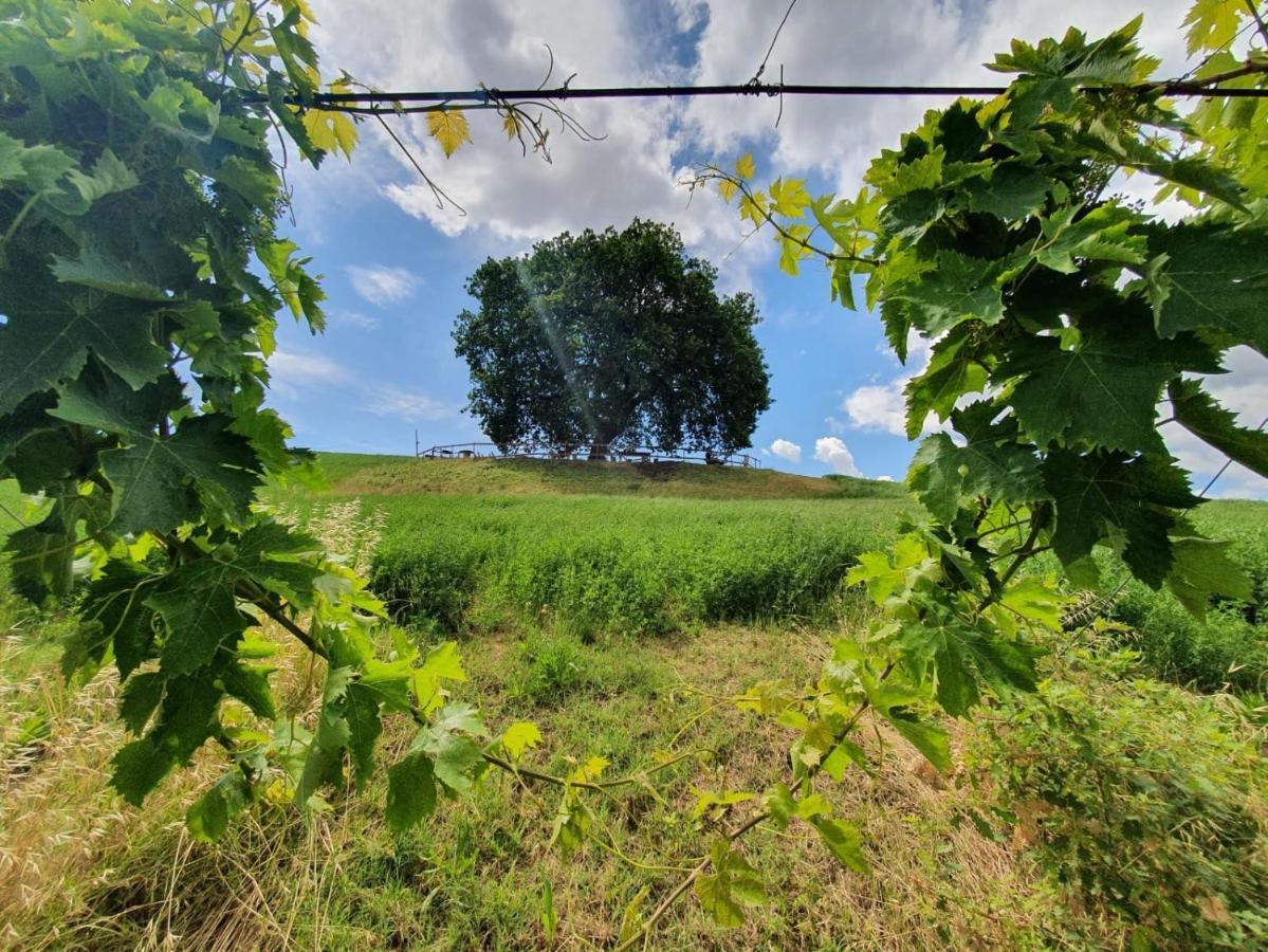B&B Gli Amici Del Tubarello Roseto Degli Abruzzi Dış mekan fotoğraf