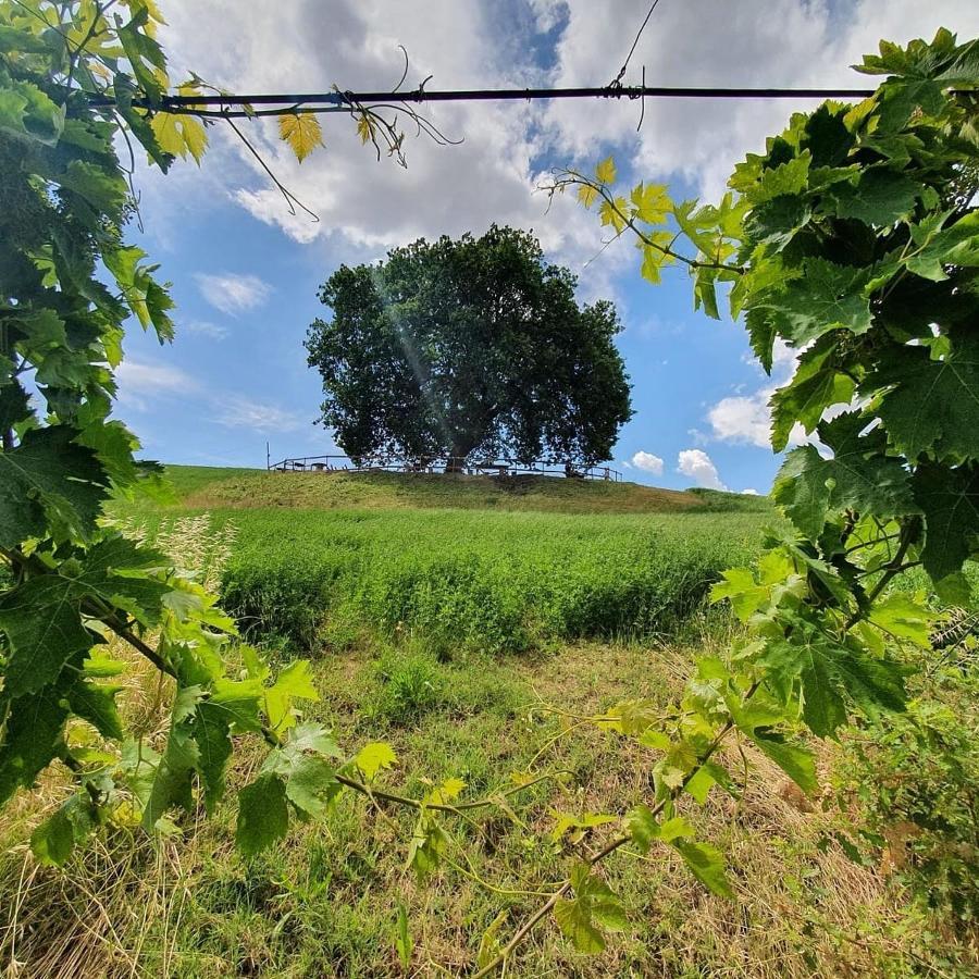B&B Gli Amici Del Tubarello Roseto Degli Abruzzi Dış mekan fotoğraf