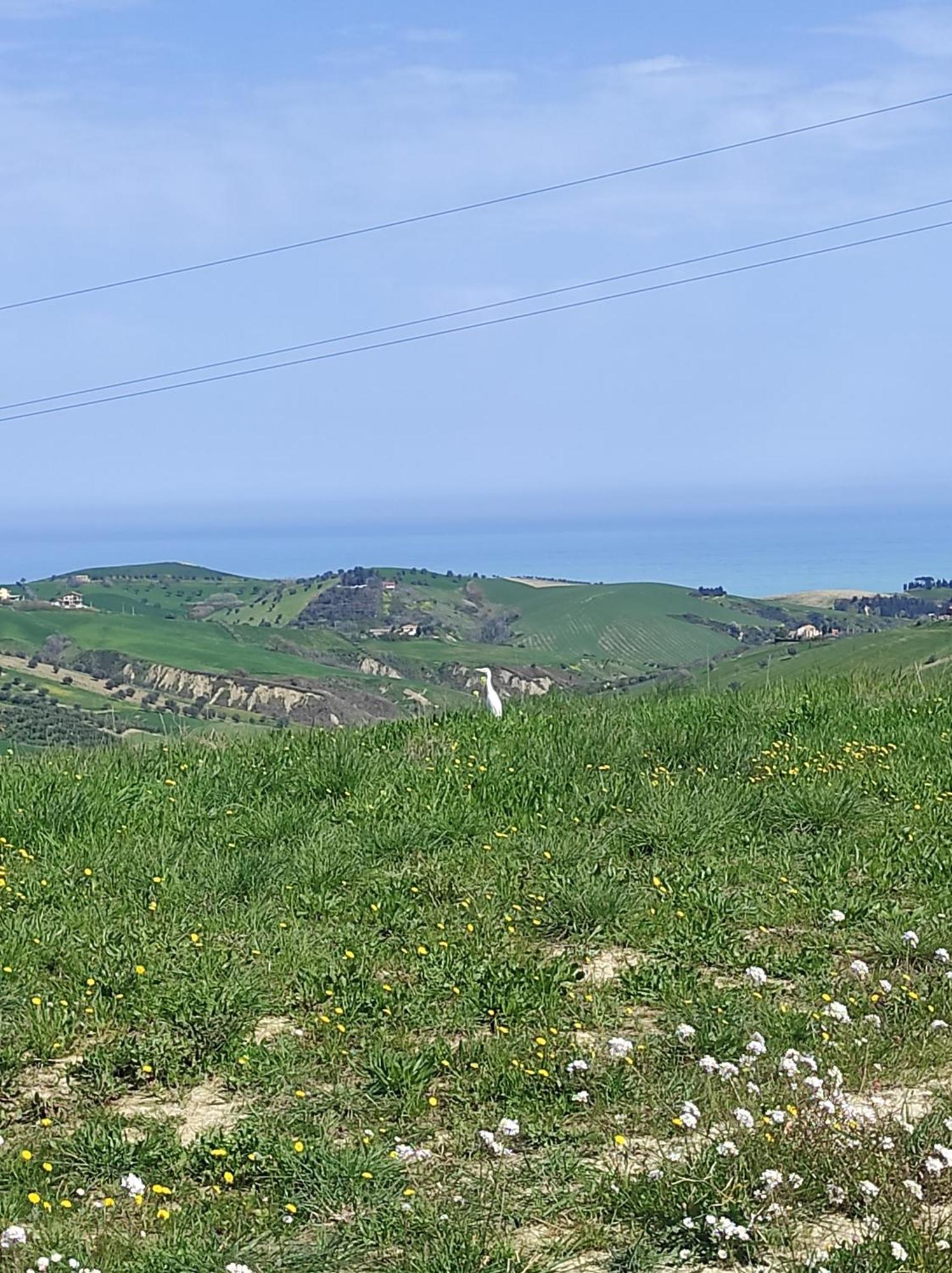 B&B Gli Amici Del Tubarello Roseto Degli Abruzzi Dış mekan fotoğraf